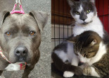 SHELTER SUNDAY: Meet Spice (pit bull mix) and Don Juan and Pablo (bonded brother cats)