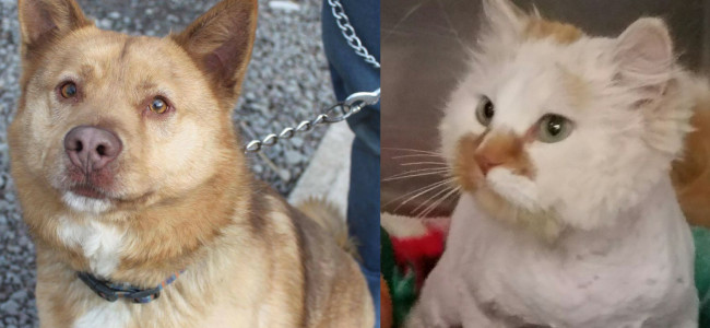SHELTER SUNDAY: Meet Rojo (husky/cattle dog mix) and Mason (orange and white longhair cat)