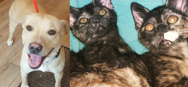 SHELTER SUNDAY: Meet Sid (yellow Lab mix) and Paige and Piper (tortoiseshell kittens)