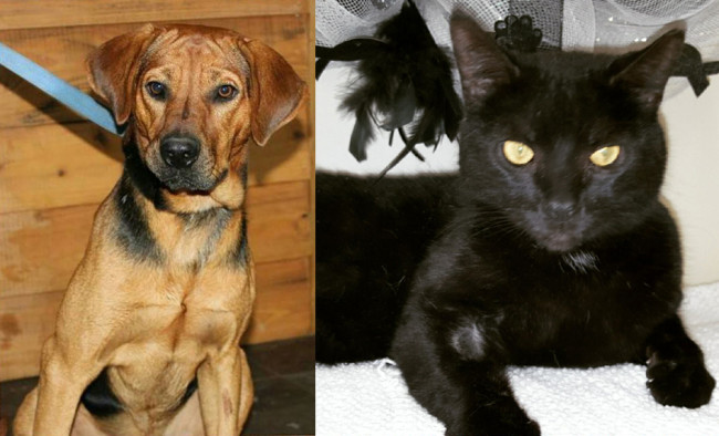 SHELTER SUNDAY: Meet Wade (hound mix) and Dillion (black cat)