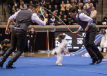 ‘America’s Got Talent’ winners Olate Dogs perform tricks at Sherman Theater in Stroudsburg on April 29