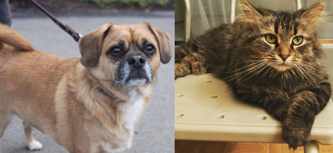 SHELTER SUNDAY: Meet Dexter (puggle) and Mia (Maine Coon mix)