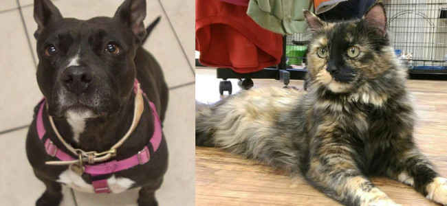 SHELTER SUNDAY: Meet Ellie (Boston terrier/pit bull mix) and Olivia (tortoiseshell cat)