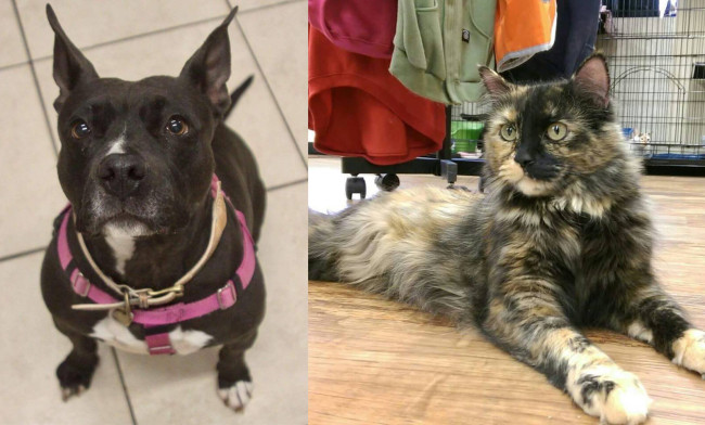 SHELTER SUNDAY: Meet Ellie (Boston terrier/pit bull mix) and Olivia (tortoiseshell cat)