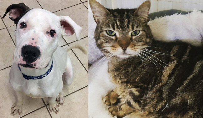 SHELTER SUNDAY: Meet Pence (Great Dane mix) and Freddie (striped tabby cat)
