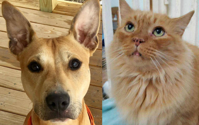SHELTER SUNDAY: Meet Sonic (pit bull mix) and Gas Station Sunny (longhair tabby)