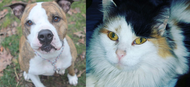 SHELTER SUNDAY: Meet George (pit bull terrier) and Melanie (longhair calico cat)