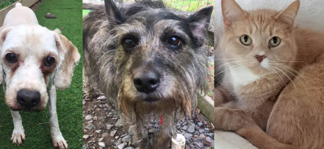 SHELTER SUNDAY: Meet Bubba and Dolly (bonded senior dogs) and Dennis (orange tabby)