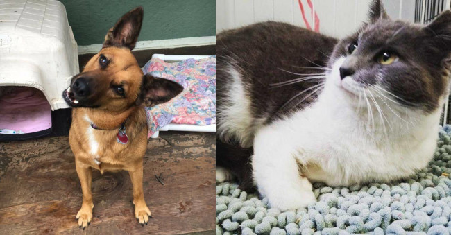 SHELTER SUNDAY: Meet Milo (collie mix) and Lacey (gray and white cat)