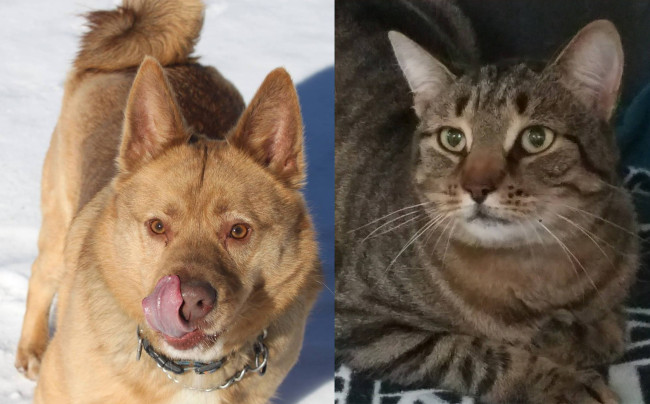 SHELTER SUNDAY: Meet Rojo (husky/cattle dog mix) and River (striped tabby cat)