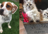 SHELTER SUNDAY: Meet Brie (beagle mix) and Priscilla and Anastasia (ragdoll kittens)