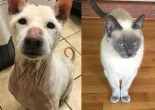 SHELTER SUNDAY: Meet Primo (Shiba Inu) and Murriah (blue point Siamese cat)