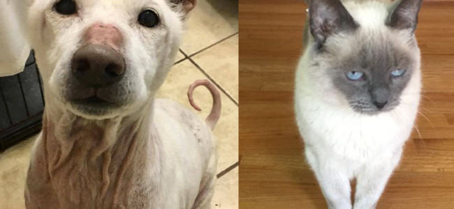 SHELTER SUNDAY: Meet Primo (Shiba Inu) and Murriah (blue point Siamese cat)