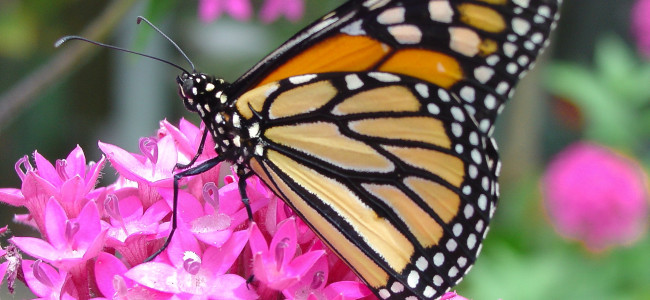 Learn all about monarch butterflies for free at Nay Aug Ave. Play Area in Scranton on July 12