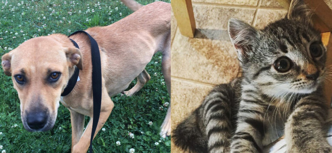 SHELTER SUNDAY: Meet Arya (retriever mix) and Tabitha (striped tabby kitten)