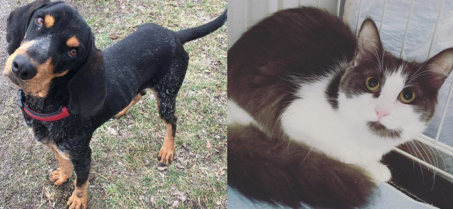 SHELTER SUNDAY: Meet Dover (bluetick coonhound) and Buttercup (gray and white kitten)