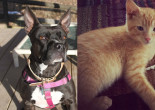 SHELTER SUNDAY: Meet Ellie (Boston terrier/pit bull mix) and Tipper (orange tabby kitten)