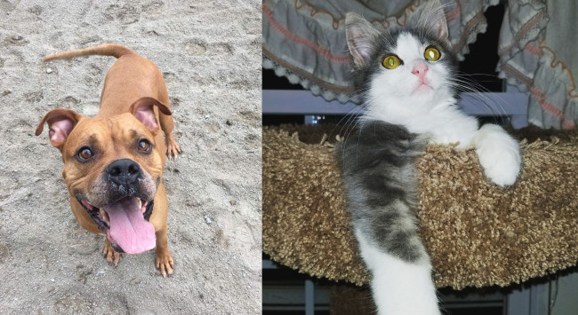SHELTER SUNDAY: Meet Scoobie (bulldog/boxer mix) and Darcy (gray and white kitten)