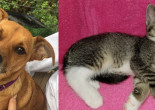 SHELTER SUNDAY: Meet Martin (Chihuahua mix ) and Zoey (striped tabby kitten)