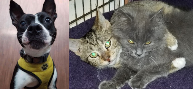 SHELTER SUNDAY: Thunder (Boston terrier mix) and Gilly and Bella (bonded kittens)
