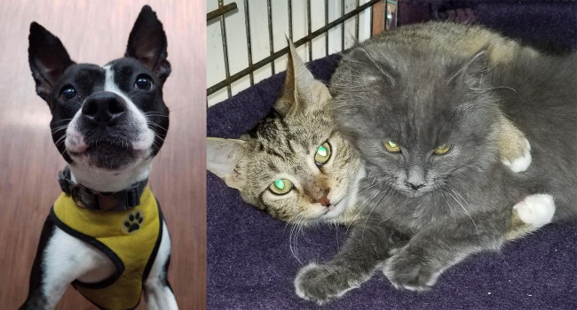SHELTER SUNDAY: Thunder (Boston terrier mix) and Gilly and Bella (bonded kittens)