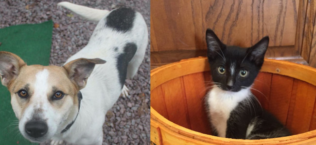 SHELTER SUNDAY: Meet Daisy (foxhound mix) and Bugsy (tuxedo kitten)