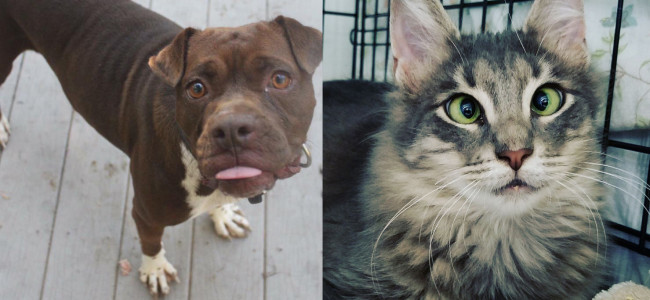 SHELTER SUNDAY: Meet Karma (boxer mix) and Bixby (medium hair kitten)