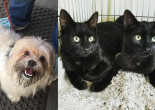 SHELTER SUNDAY: Meet Rico (Lhasa Apso mix) and Boo and Gomez (bonded black kittens)