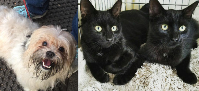 SHELTER SUNDAY: Meet Rico (Lhasa Apso mix) and Boo and Gomez (bonded black kittens)