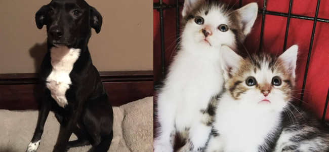 SHELTER SUNDAY: Meet Bond (Labrador) and Cookie and Cupcake (sister kittens)