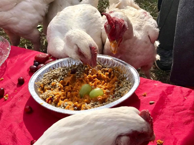 Indraloka Sanctuary lets rescued farm animals feast in annual ThanksLiving event in Mehoopany