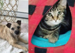 SHELTER SUNDAY: Meet Rocky (Cairn terrier mix) and Eli (striped tabby kitten)
