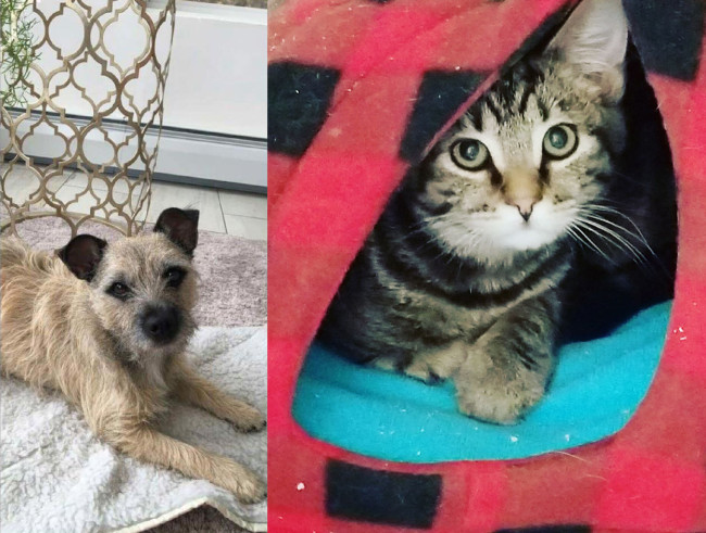SHELTER SUNDAY: Meet Rocky (Cairn terrier mix) and Eli (striped tabby kitten)