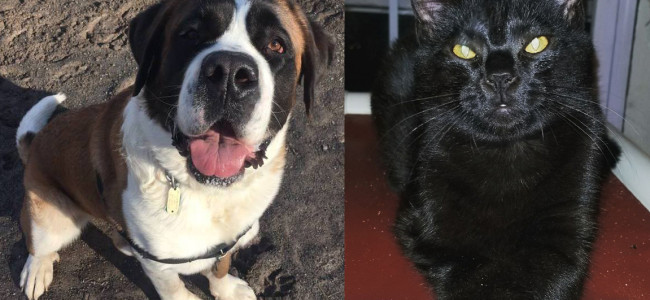 SHELTER SUNDAY: Meet Izzy (Saint Bernard) and Juno (black kitten)