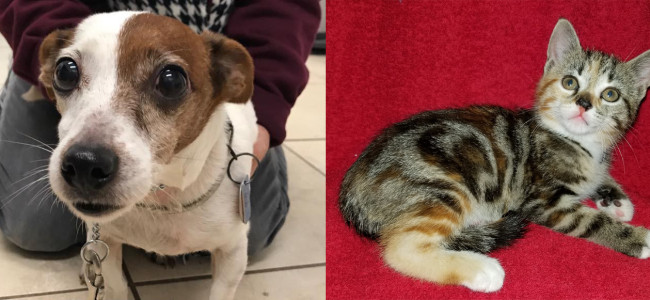 SHELTER SUNDAY: Meet Willie (Jack Russell terrier) and Chloe (striped tabby kitten)