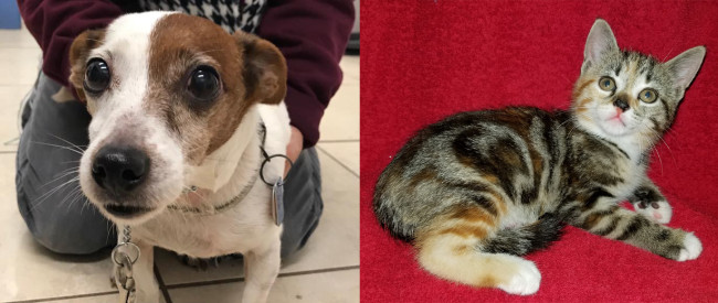 SHELTER SUNDAY: Meet Willie (Jack Russell terrier) and Chloe (striped tabby kitten)