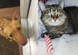 SHELTER SUNDAY: Meet River (pit bull mix) and Tiny (striped shorthair cat)