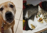 SHELTER SUNDAY: Meet Winter (bulldog/boxer mix) and Holly (tabby kitten)