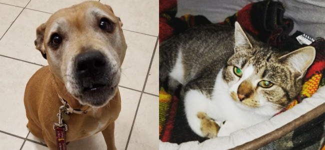 SHELTER SUNDAY: Meet Winter (bulldog/boxer mix) and Holly (tabby kitten)