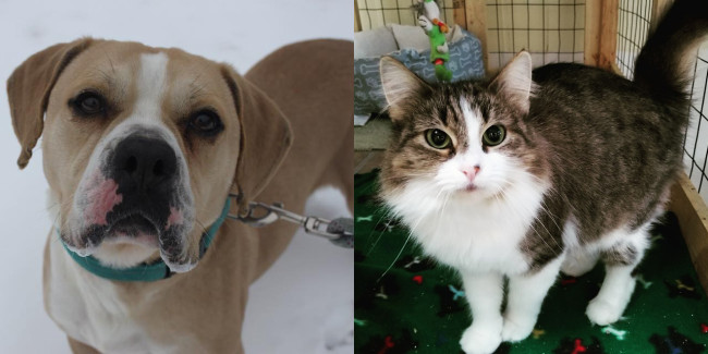 SHELTER SUNDAY: Meet Hercules (bulldog mix) and Casey (tabby cat)