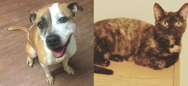 SHELTER SUNDAY: Meet Renesmee (bulldog/pit bull mix) and Molly (tortoiseshell cat)