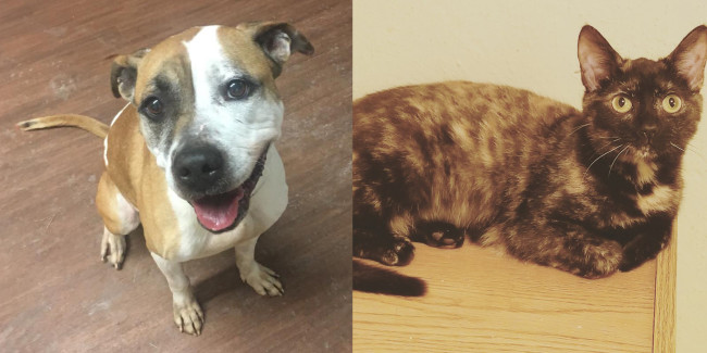 SHELTER SUNDAY: Meet Renesmee (bulldog/pit bull mix) and Molly (tortoiseshell cat)
