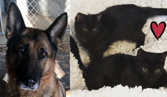 SHELTER SUNDAY: Meet Lexi (German shepherd) and Murphy and Lilly (black kittens)