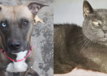 SHELTER SUNDAY: Meet Athena (mountain cur mix) and Marty (gray shorthair cat)