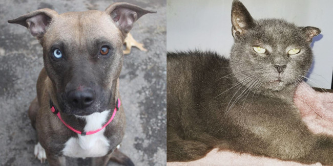 SHELTER SUNDAY: Meet Athena (mountain cur mix) and Marty (gray shorthair cat)