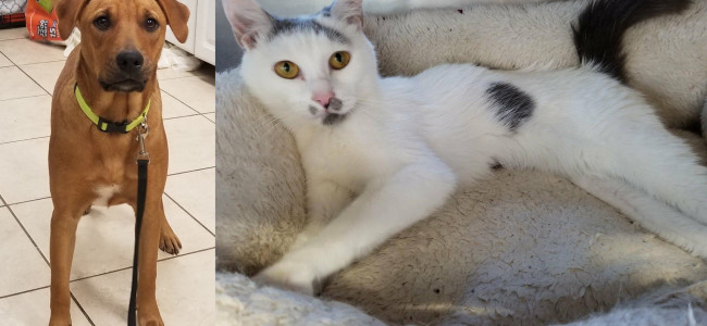 SHELTER SUNDAY: Meet Emma (Puerto Rican sato) and Evelyn (white tabby cat)