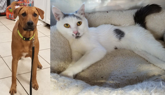 SHELTER SUNDAY: Meet Emma (Puerto Rican sato) and Evelyn (white tabby cat)
