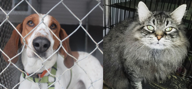 SHELTER SUNDAY: Meet Pete (coonhound) and Arthur (Maine Coon mix)