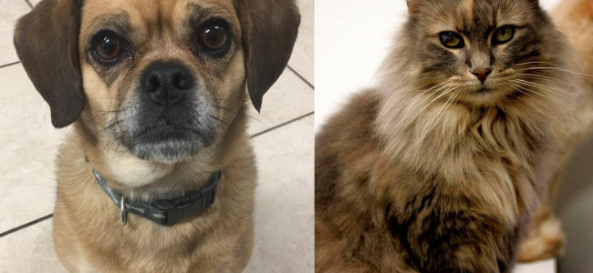 SHELTER SUNDAY: Meet Bella (puggle) and Chickie (Maine Coon mix)