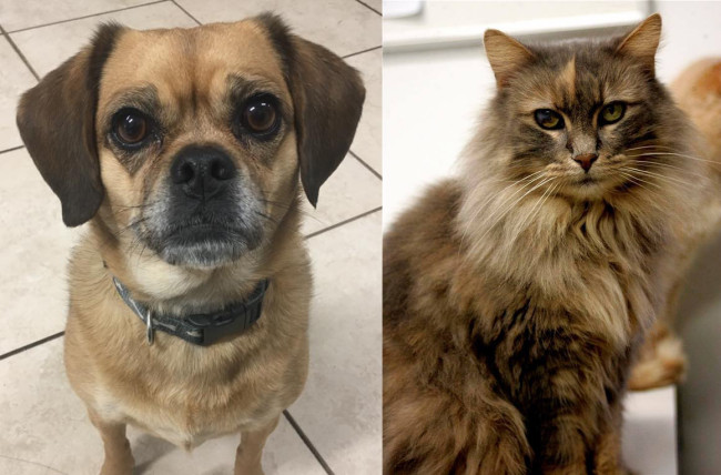 SHELTER SUNDAY: Meet Bella (puggle) and Chickie (Maine Coon mix)